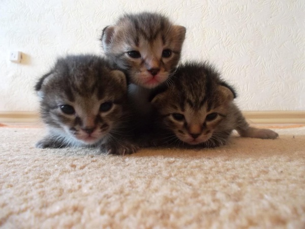 Котята МММ. Смотрим на фото внимательно и видим три магических букв МММ.